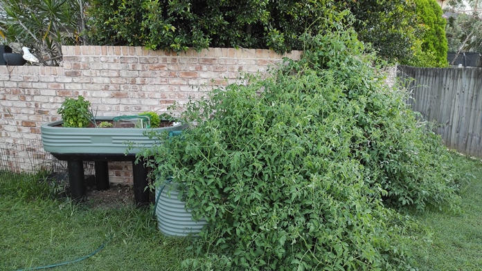 overgrown tomatoes in family aquaponics system maintenance required